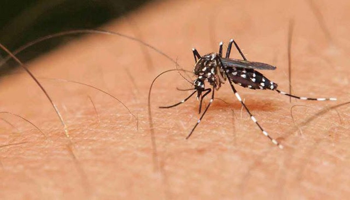 Pesquisa identifica novos alvos para vacina contra diferentes tipos de malária