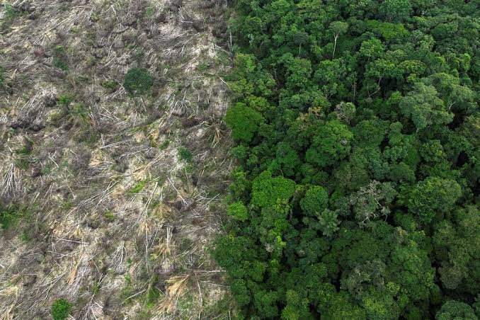 Amazônia registra queda no desmatamento durante período seco