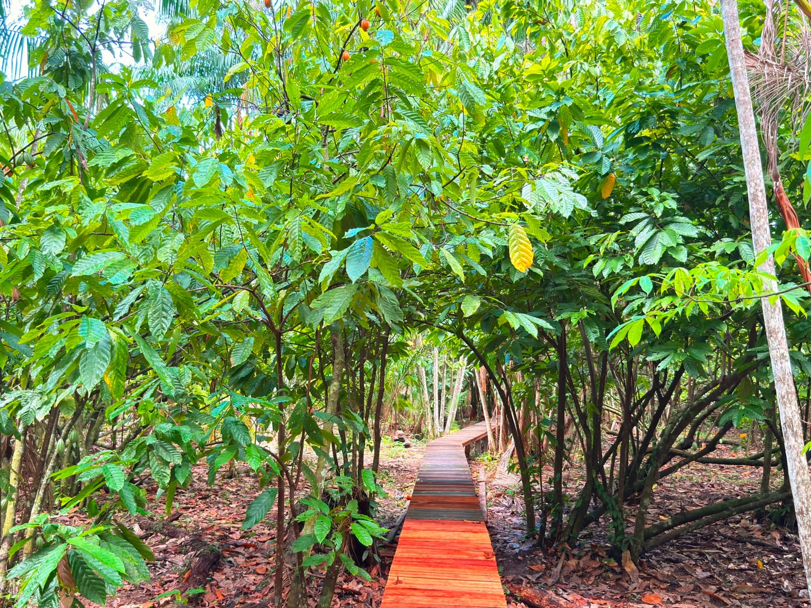 Gestão e planejamento são foco do programa Raiz Empreendedora na Amazônia