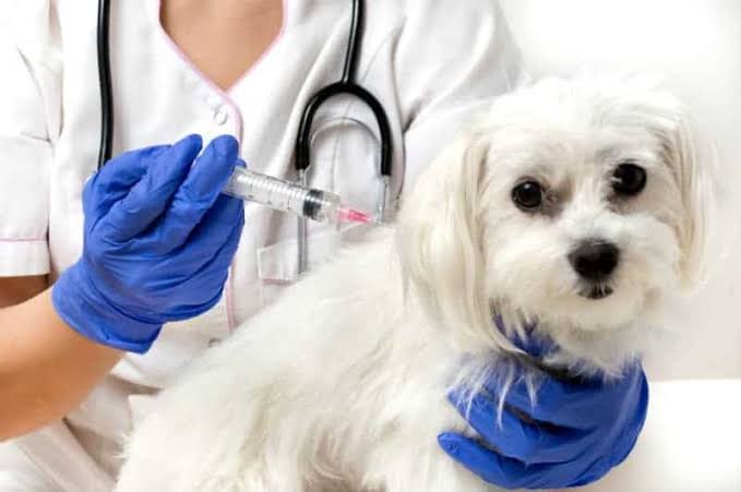 Vacinação de cães e gatos contra a raiva começa nesta quinta em Manaus
