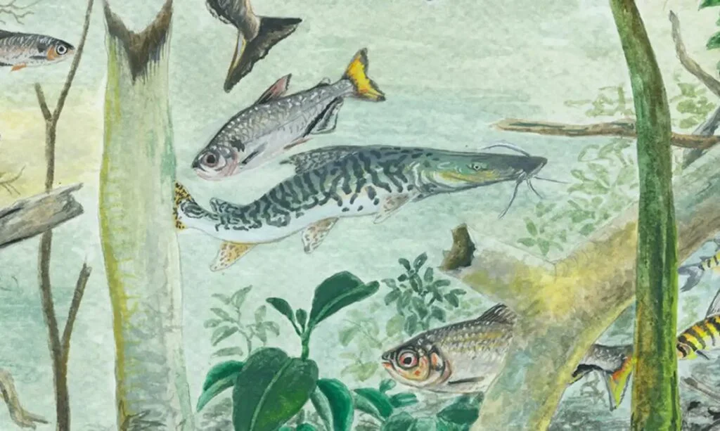 Levantamento identifica 529 gêneros de peixes na Bacia Amazônica